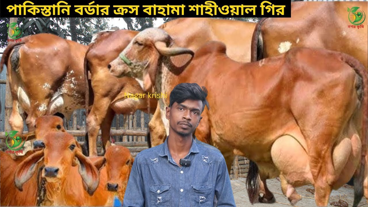 সুমন ভাইয়ের ইন্ডিয়ান বর্ডারক্রস বাহামা গির জার্সি ও শাহীওয়াল ! ১৮-২৭ লিটারের মধ্যে বাচ্চা সহ গাভী