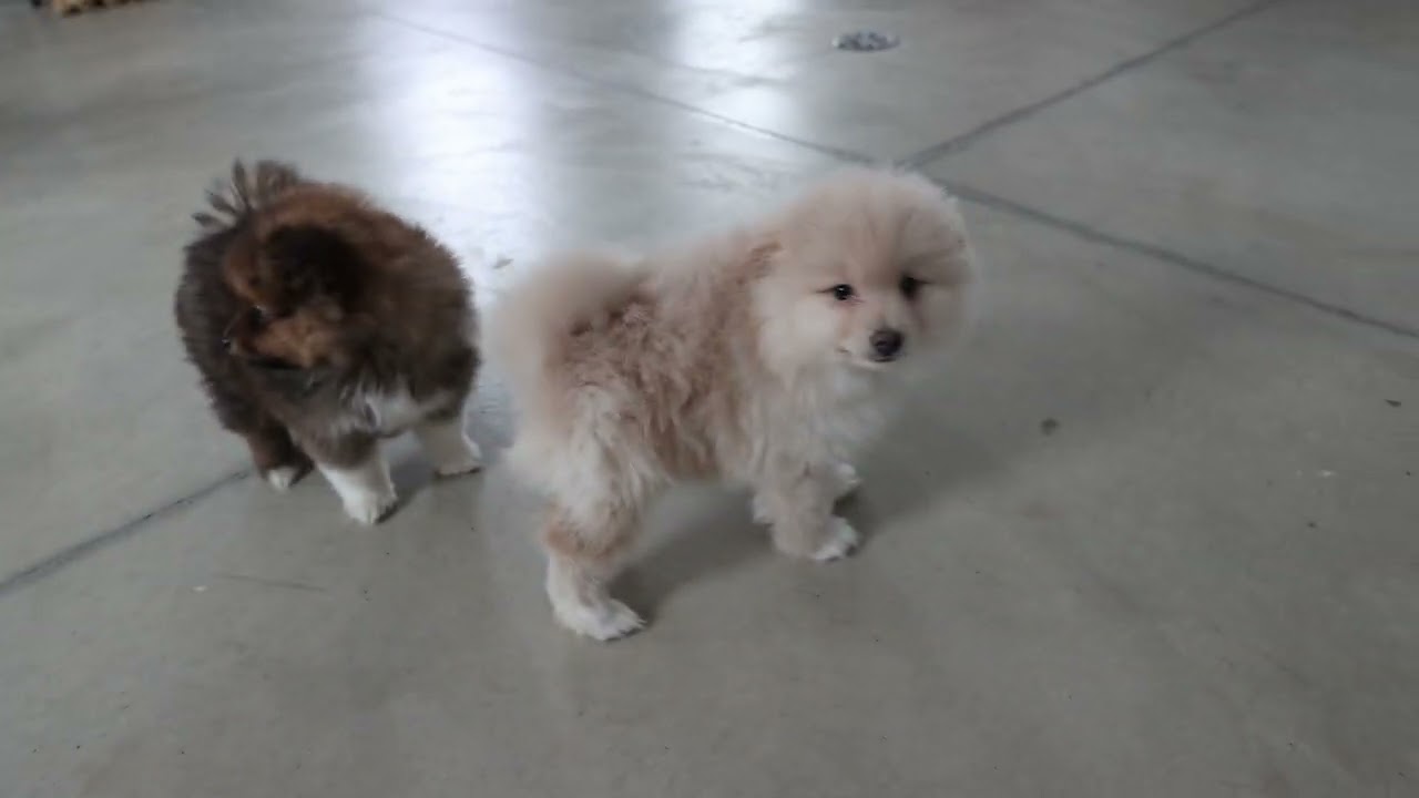 David Barkman's Pomeranian Puppies