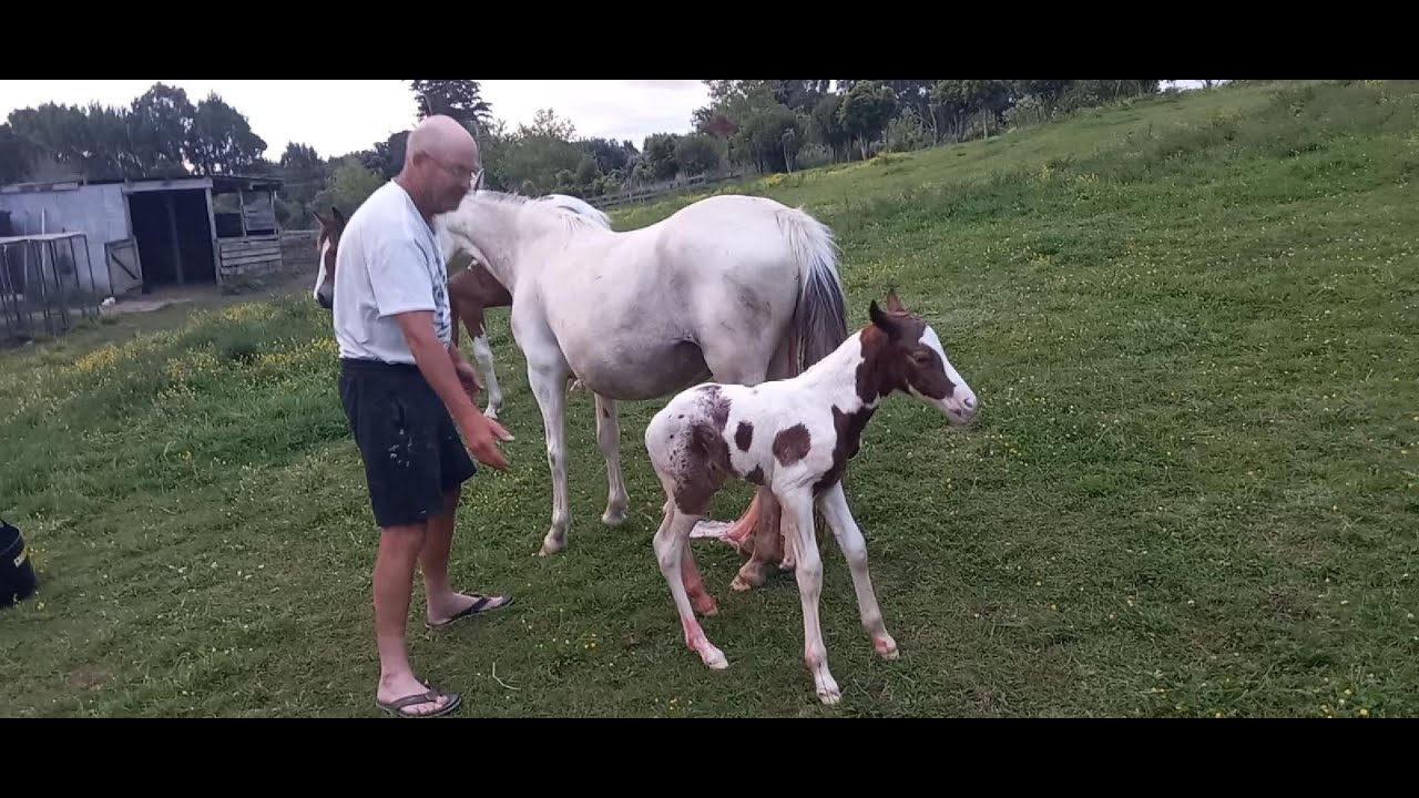 Our Mare Had A Gorgeous Foal: Next Morning It Was Missing