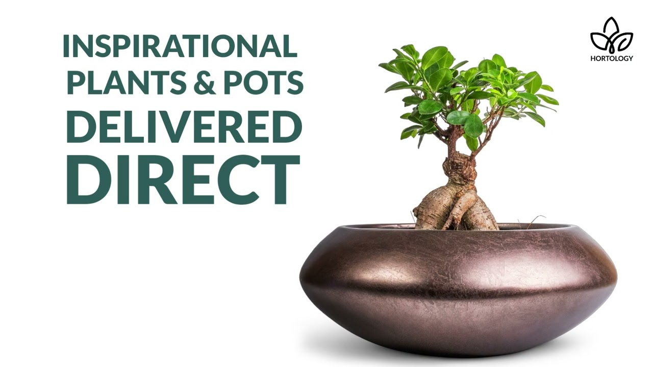 Quality Houseplants & Plant Pots Delivered Direct