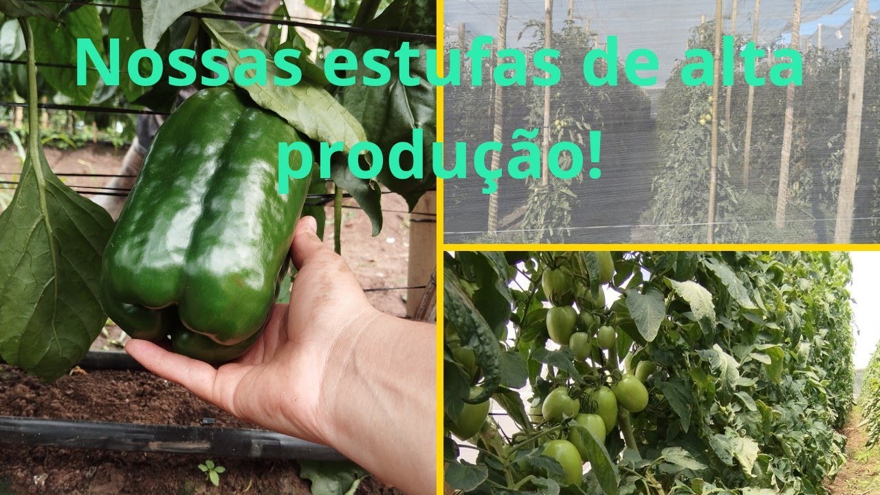 Como é uma estufa de horticultura de alta produção/ Voltei com o canal!