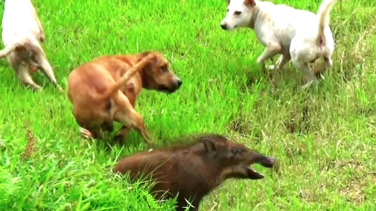 Seekor anjing pemburu lari ketakutan dikejar babi hutan || Ambuang Kapuah ||