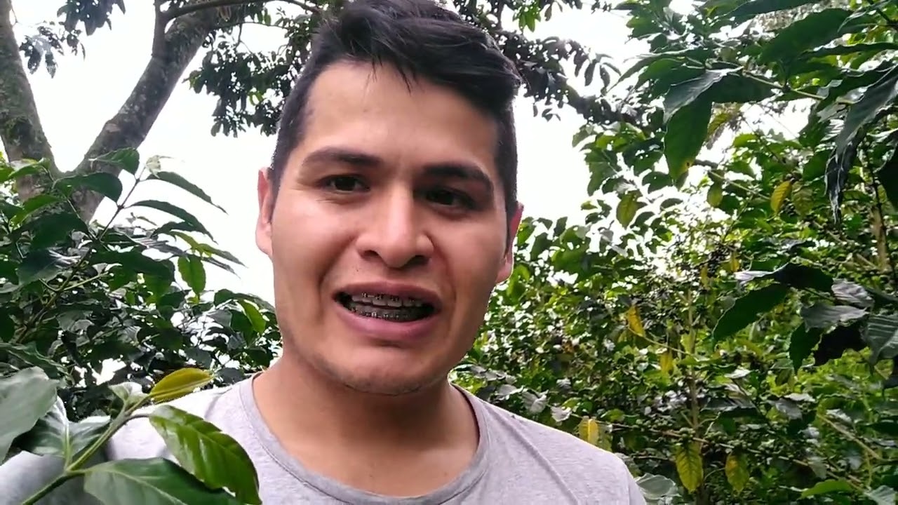 #laotracaficultura #INSertus                          QUE ES ÁCIDO SALICÍLICO EN PLANTAS DE CAFÉ?  🍒
