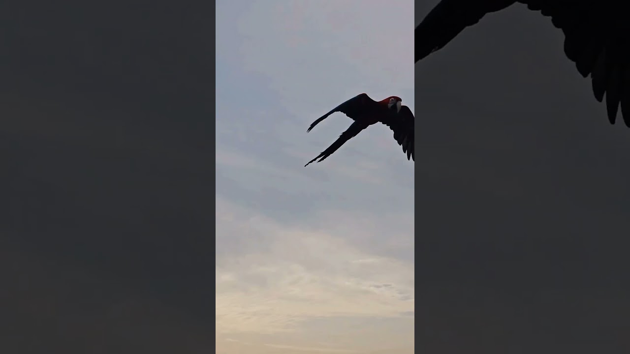 Herbstliches Wetter beim Freiflug😅 #shorts  #papageien #papagei #parrot #happy #parrots #freeflight