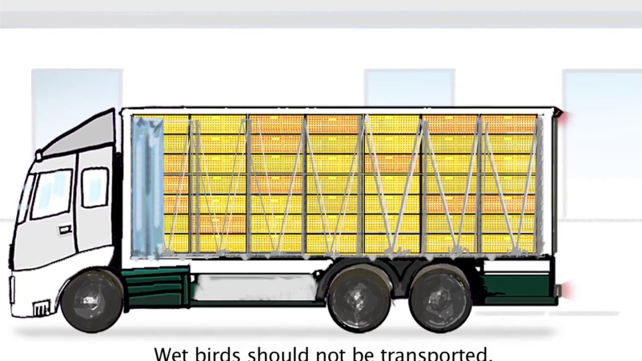 Good and Better practices in bird transport