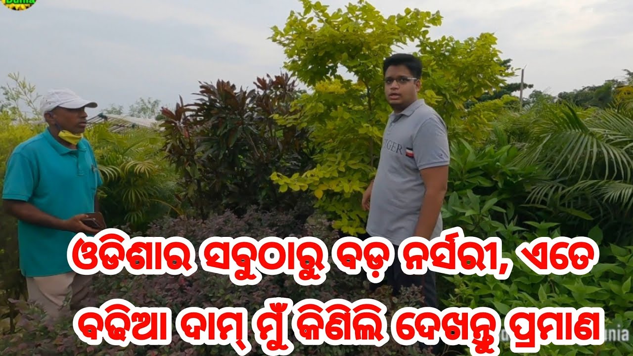 Biggest nursery in Odisha Part 2 All types of flower, fruits, Indoor and outdoor plants lowest price
