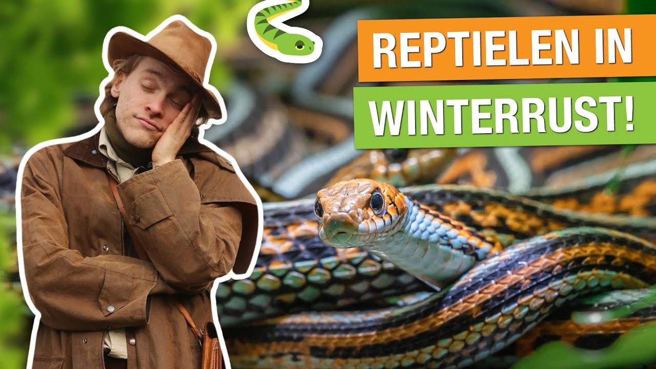 ZO OVERLEVEN REPTIELEN DE WINTER?! 🐍 | Op pad met Niels #11