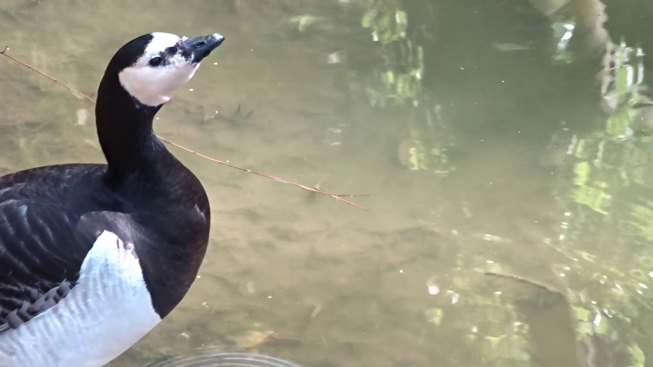 L'Oie Bernarche Nonnette -  Zoo d'Upie (Drôme) France