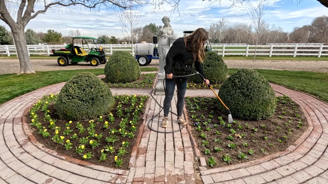 Planting the Persephone Garden with our Seed Grown Pansy/Violas & Lawn Maintenance w/ Aaron! 🌸🙌🌾
