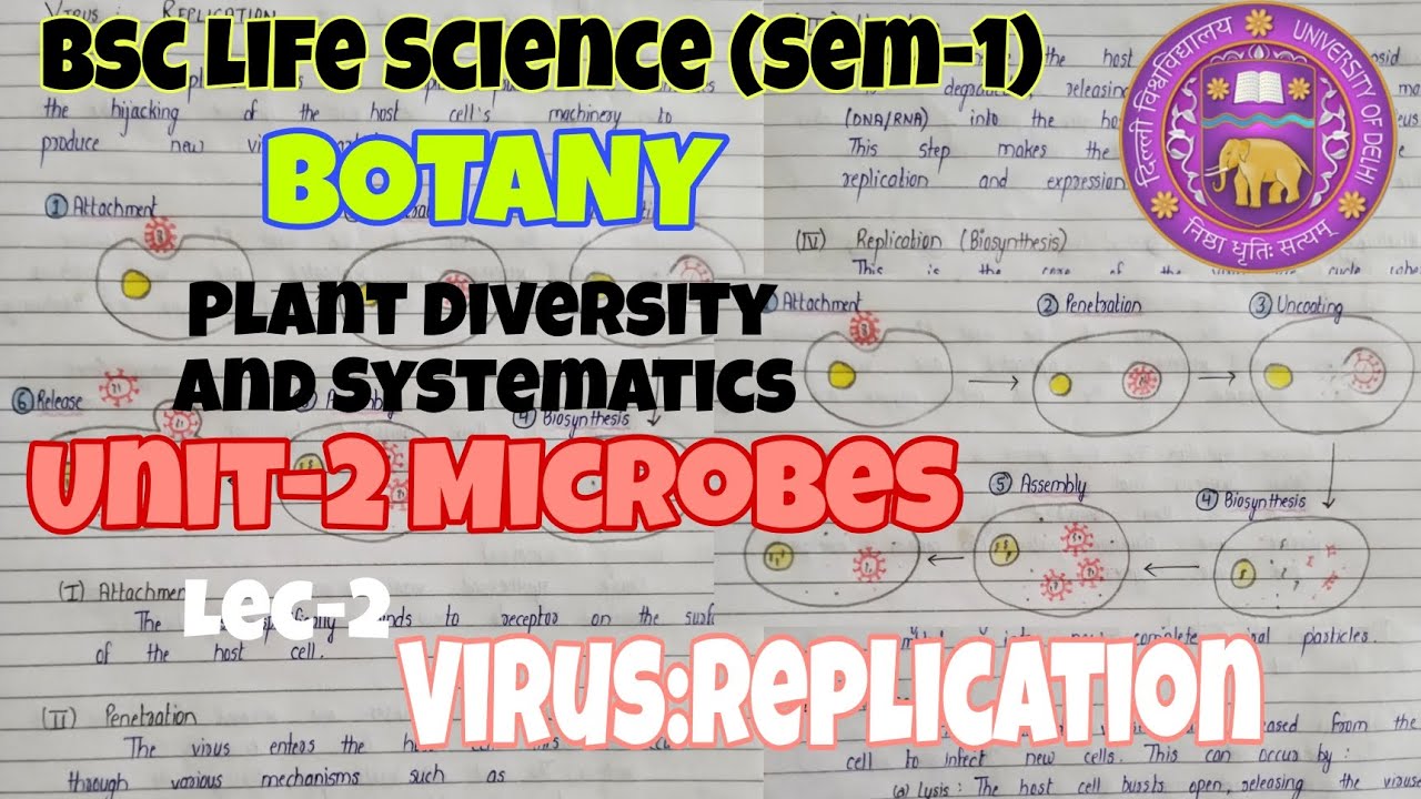 Virus:Replication