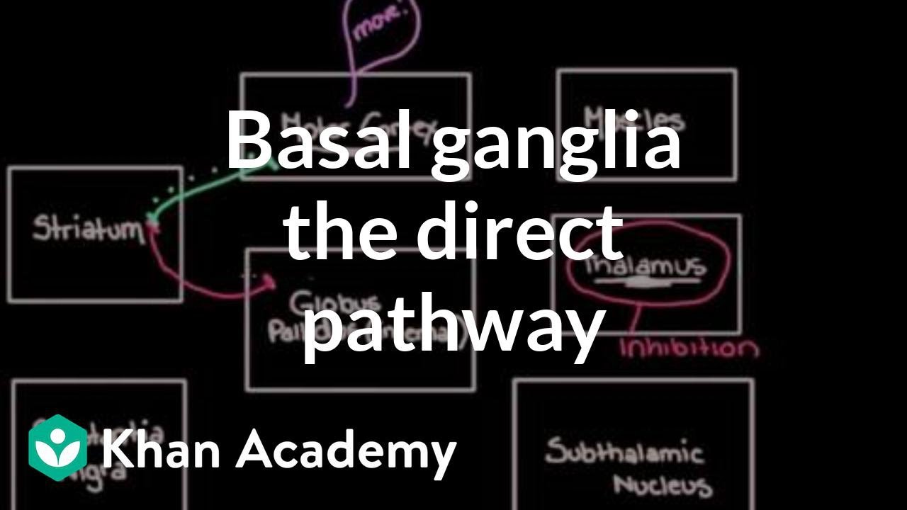 The basal ganglia - The direct pathway | Nervous system diseases | NCLEX-RN | Khan Academy