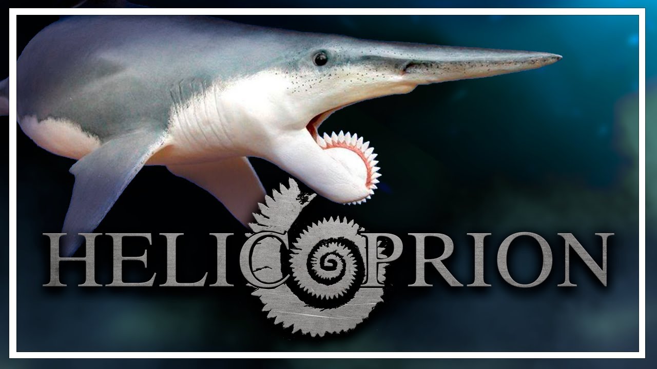 🦈 HELICOPRION: el tiburón imposible