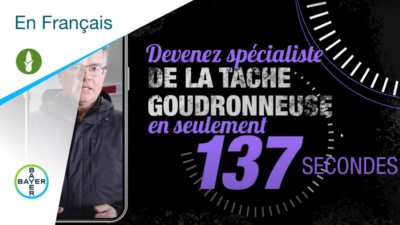 Fongicides pour cultures de ma&iuml;s : Devenez un sp&eacute;cialiste de la tache goudronneuse