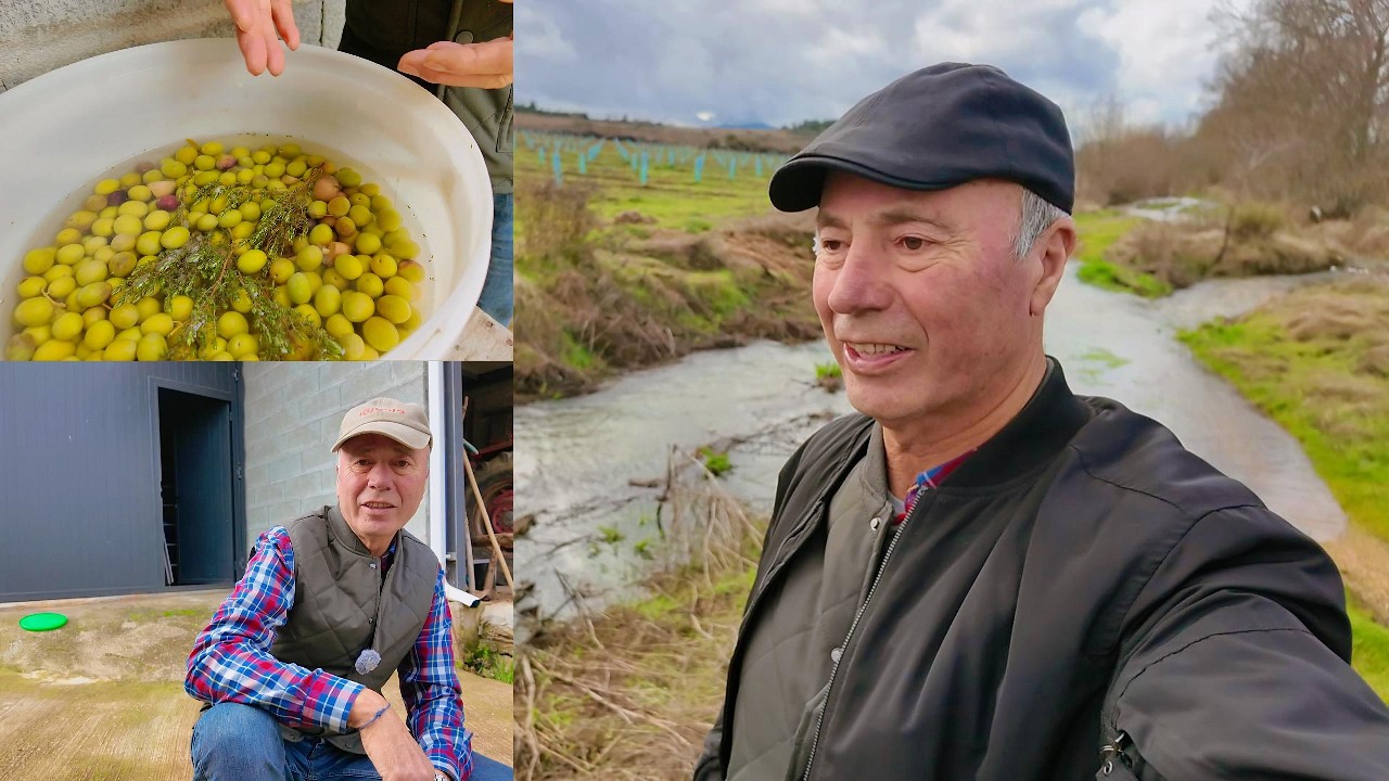 CAMPOS ALAGADOS, COMO EST&Atilde;O AS AZEITONAS DE CURTIDAS.