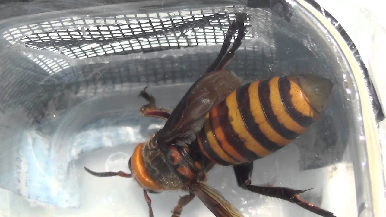 Queen Asian Giant Hornet