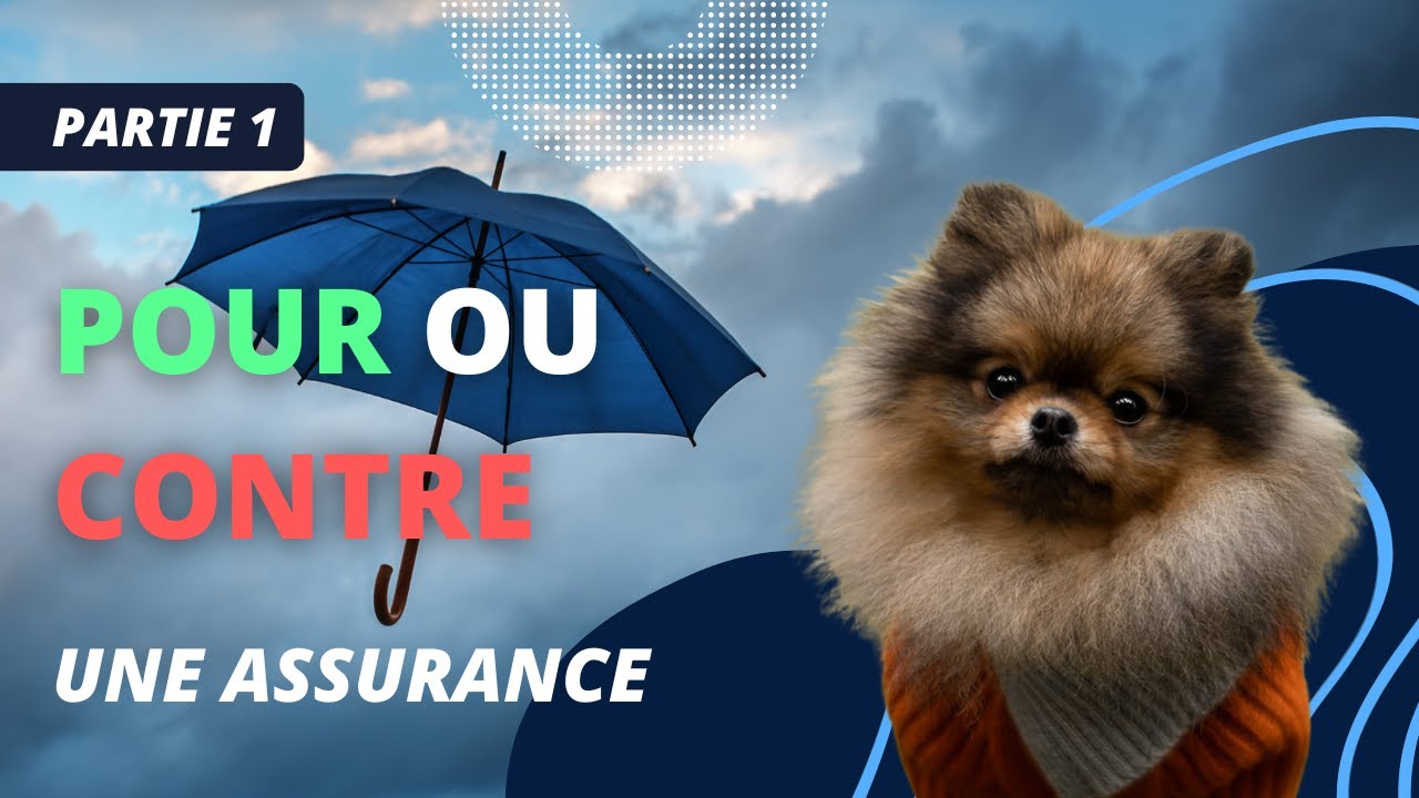 🐶 Pour ou contre de souscrire &agrave; une assurance pour chien ? 🐾 : ✦ 100% #POMERANIAN #chihuahua #chien