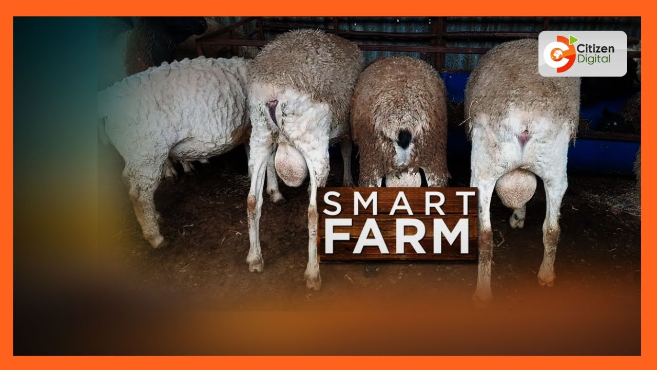 Fattening Feedlot Technology developed by Kalro help Dorper Sheep farmers