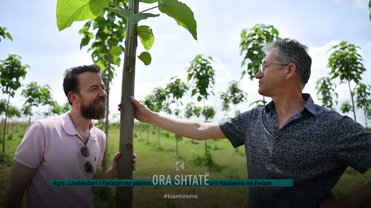 Ora 7 - Lloshkobari I Ferizajit me plantacionin më të madh të drurit Paulownia në Evropë