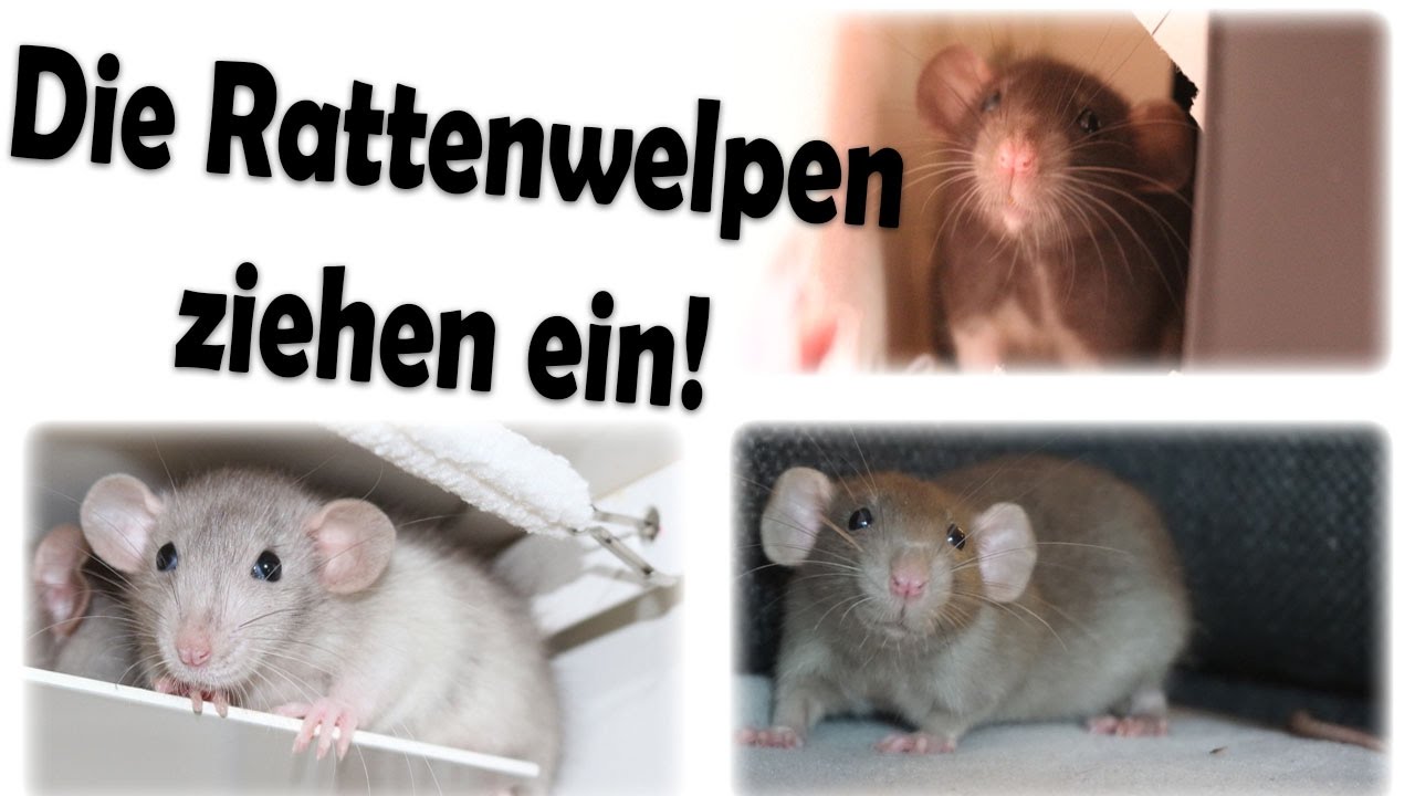 Die neuen Rattenwelpen ziehen ein!
