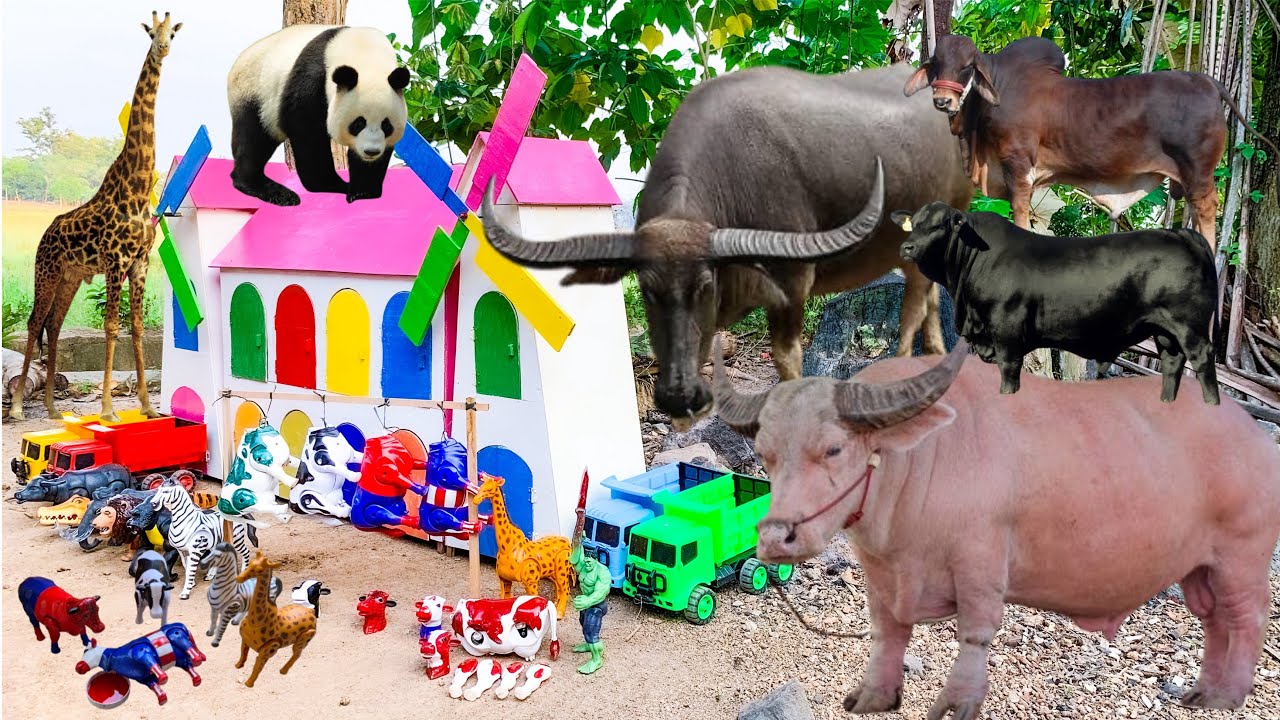 Wadidau‼️proses potong sapi kurban|proses sapi melahirkan cesar,simulasi kurban,kerbau,domba,kambing