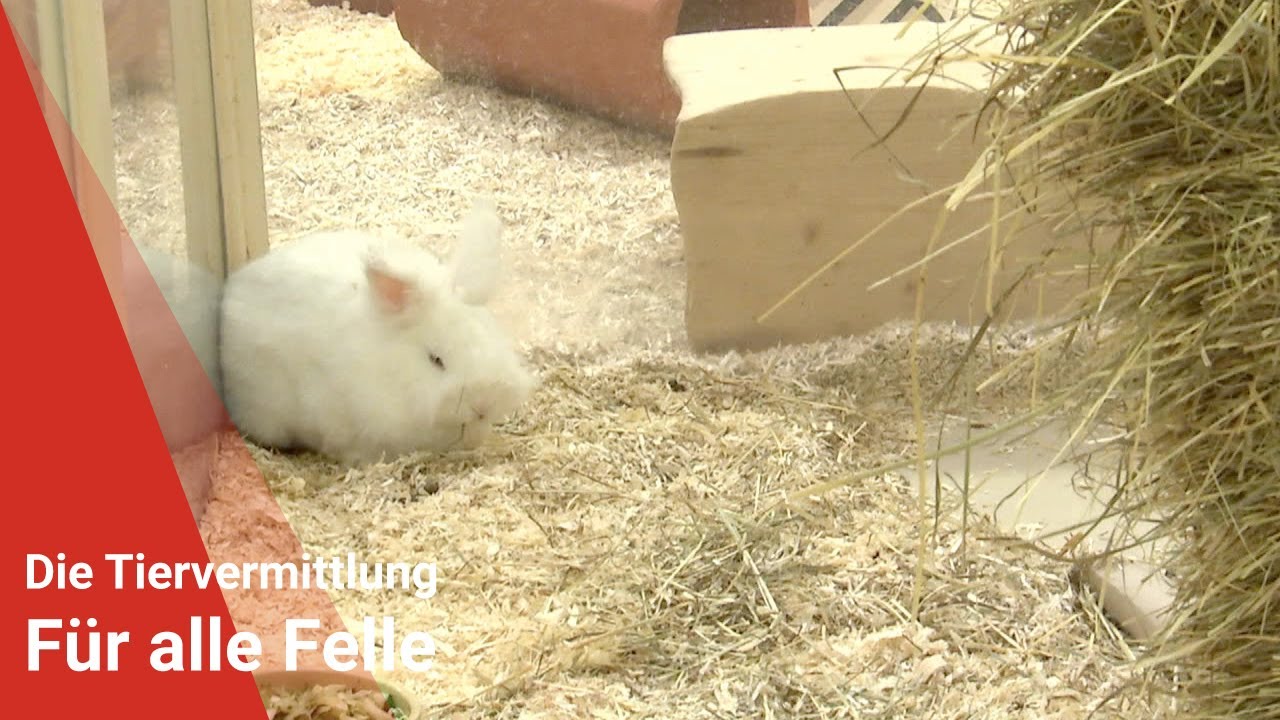 Tiervermittlung: F&uuml;r alle Felle vom 04.10.2024