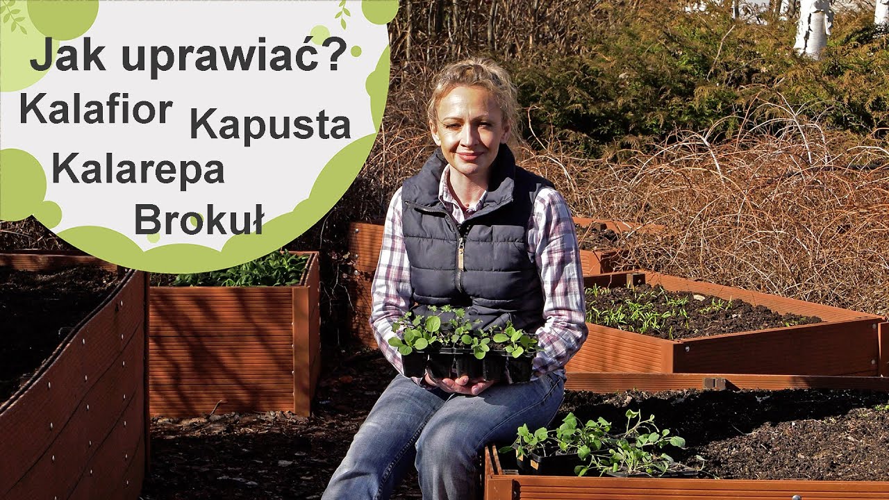 Warzywa kapustne. Brokuł, kalafior, kapusta, kalarepa. Jak uprawiać te warzywa?