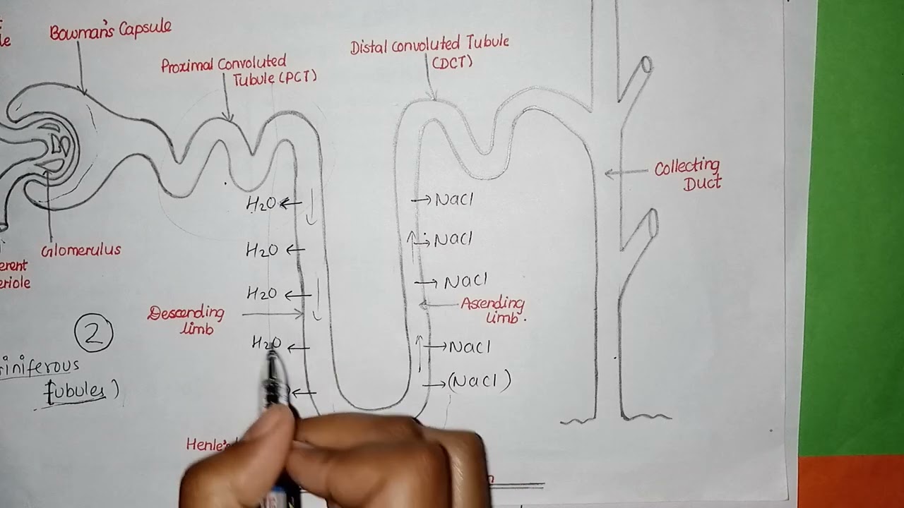 PHYSIOLOGY OF EXCRETION FOR GRADE 12 \EXPLAINED IN NEPALI/