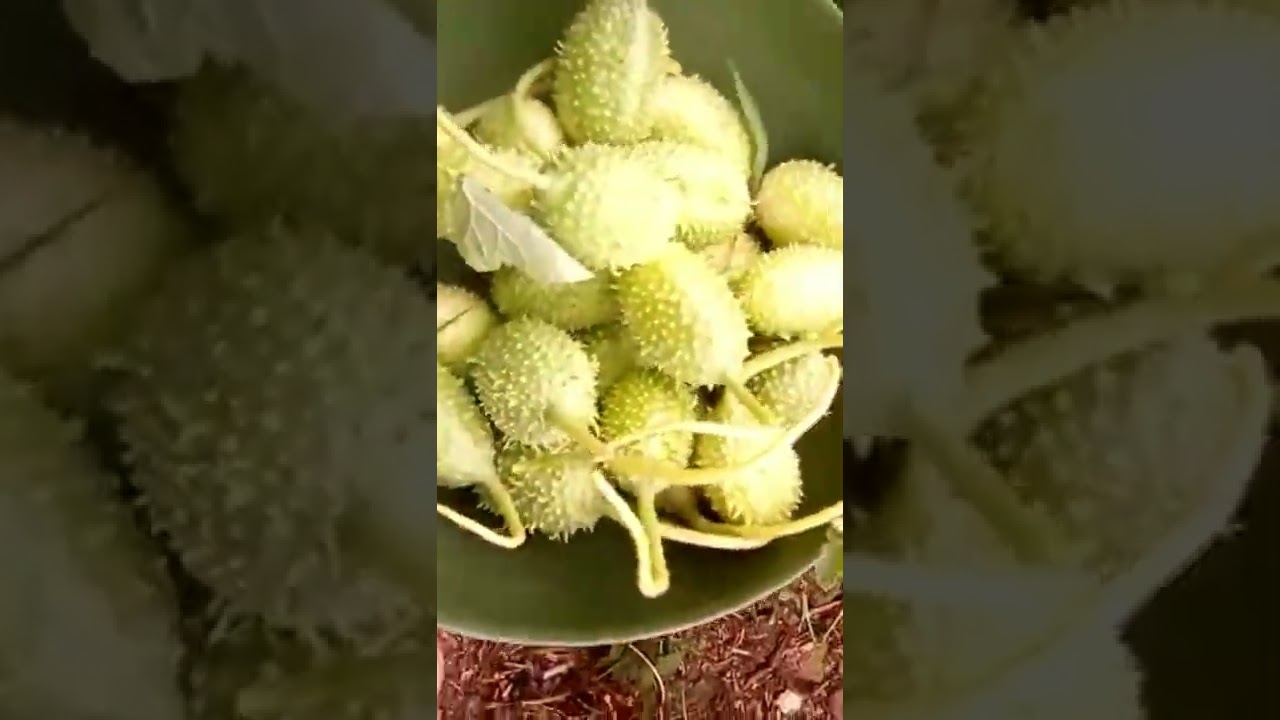 machichi