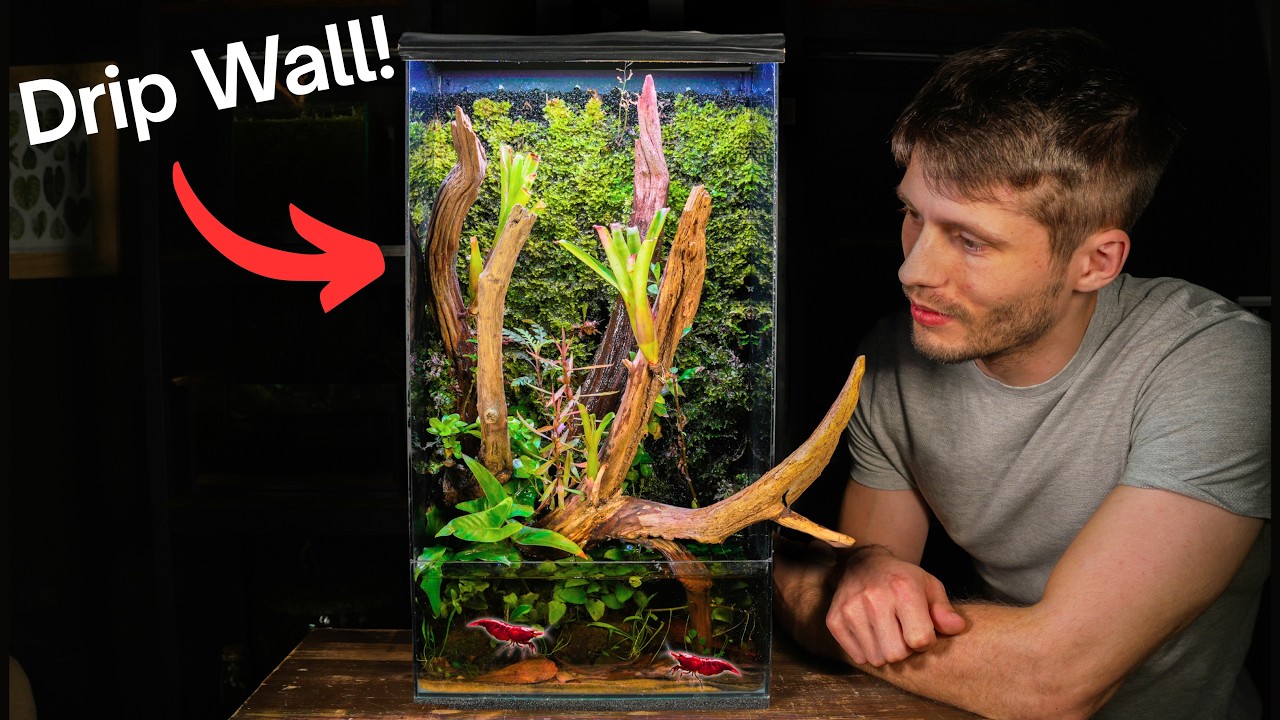 I Built a Lush Moss Drip Wall Paludarium, Here&rsquo;s How!