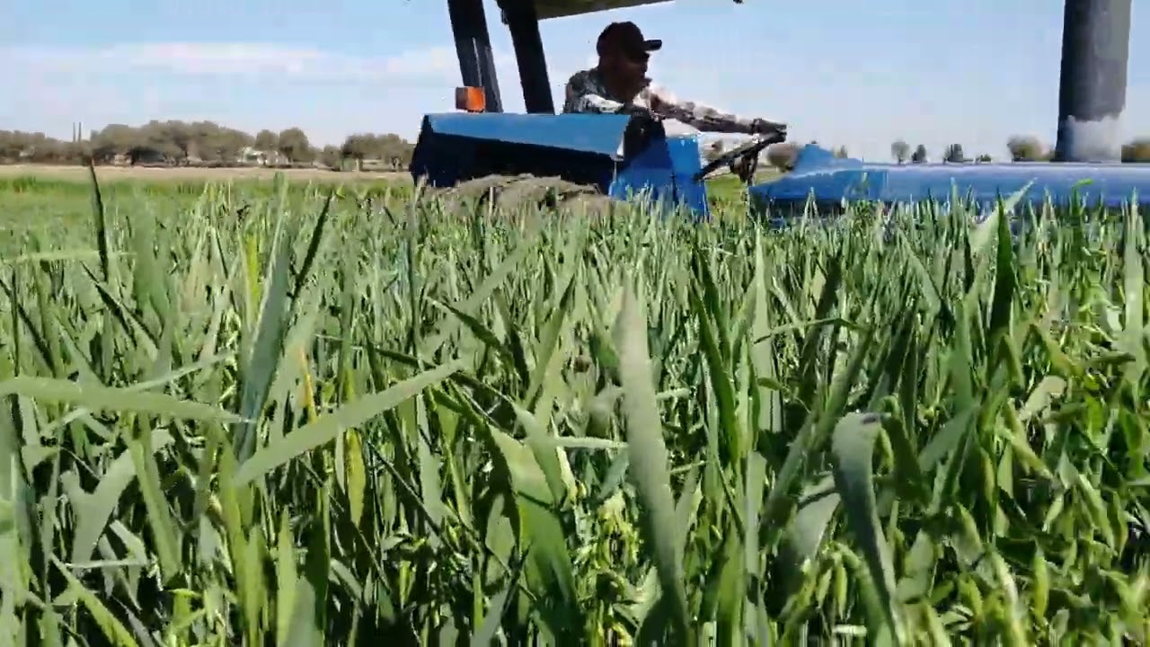 Cortando Avena 🌾