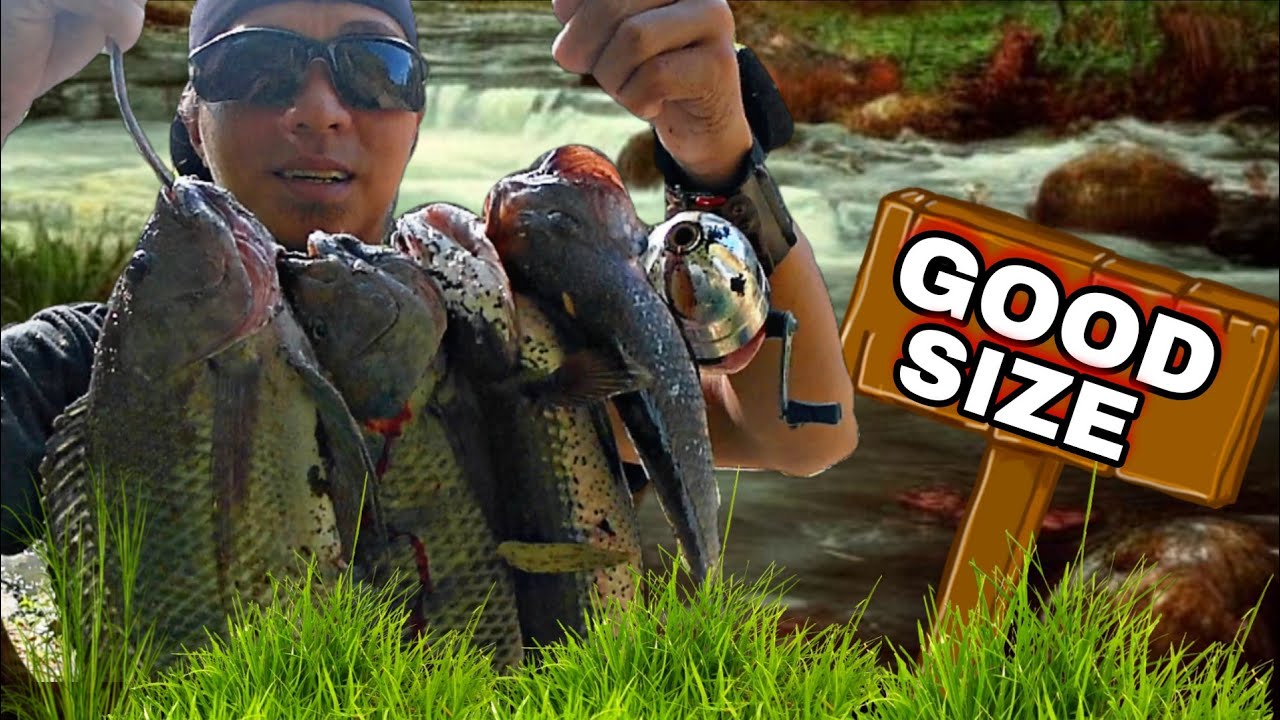 | MGA GOOD SIZE NA TILAPIA