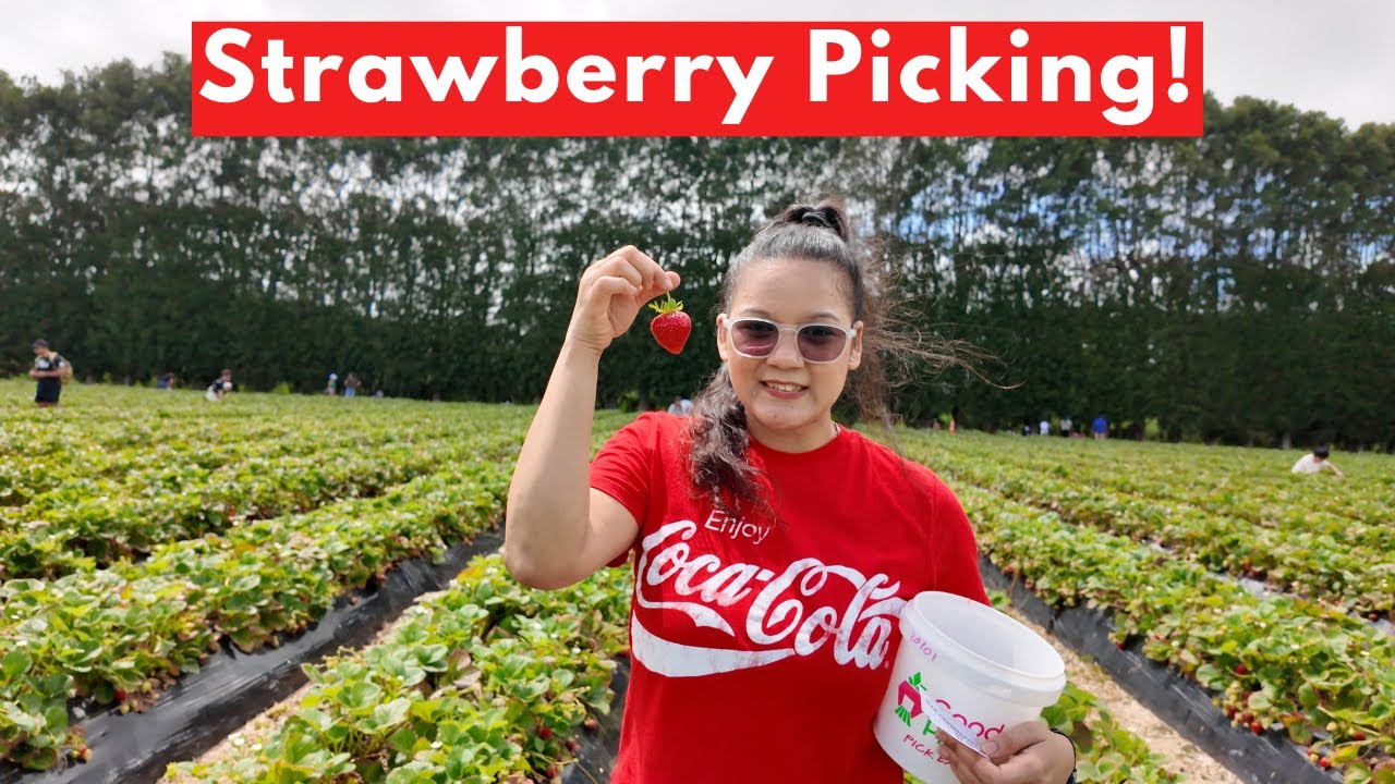Auckland's Best Strawberry Farm! 🍓 | New Zealand Vlogs 🇳🇿