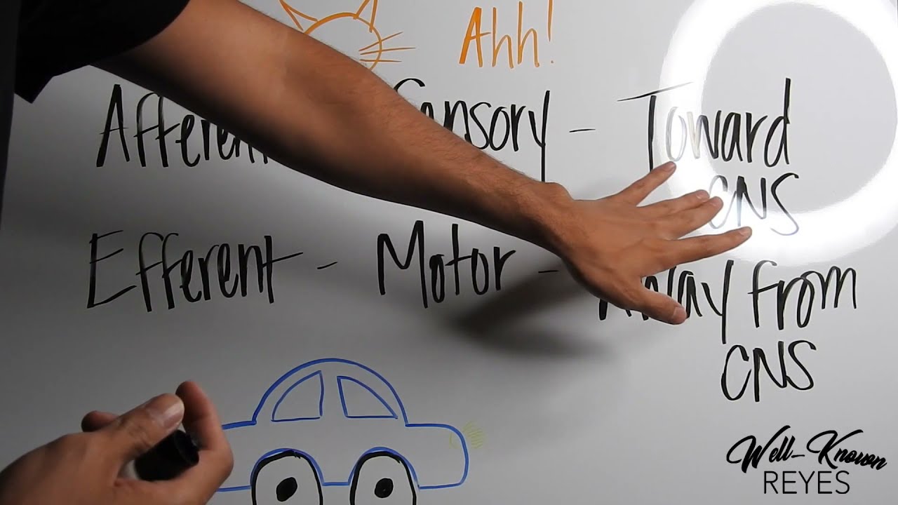 MBLEx Review: Nervous System; How to Remember Afferent Vs  Efferent Neurons
