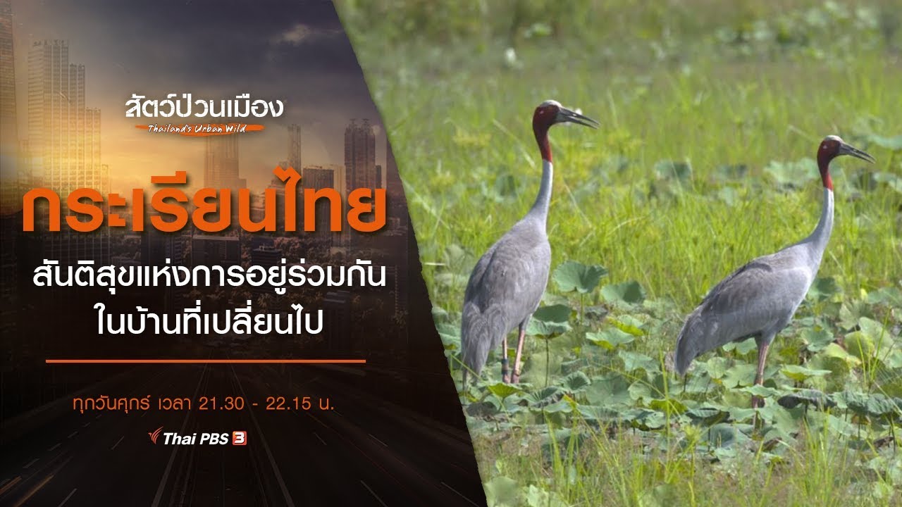 กระเรียนไทย สันติสุขแห่งการอยู่ร่วมกัน ในบ้านที่เปลี่ยนไป : สัตว์ป่วนเมือง (15 ก.ย. 62)