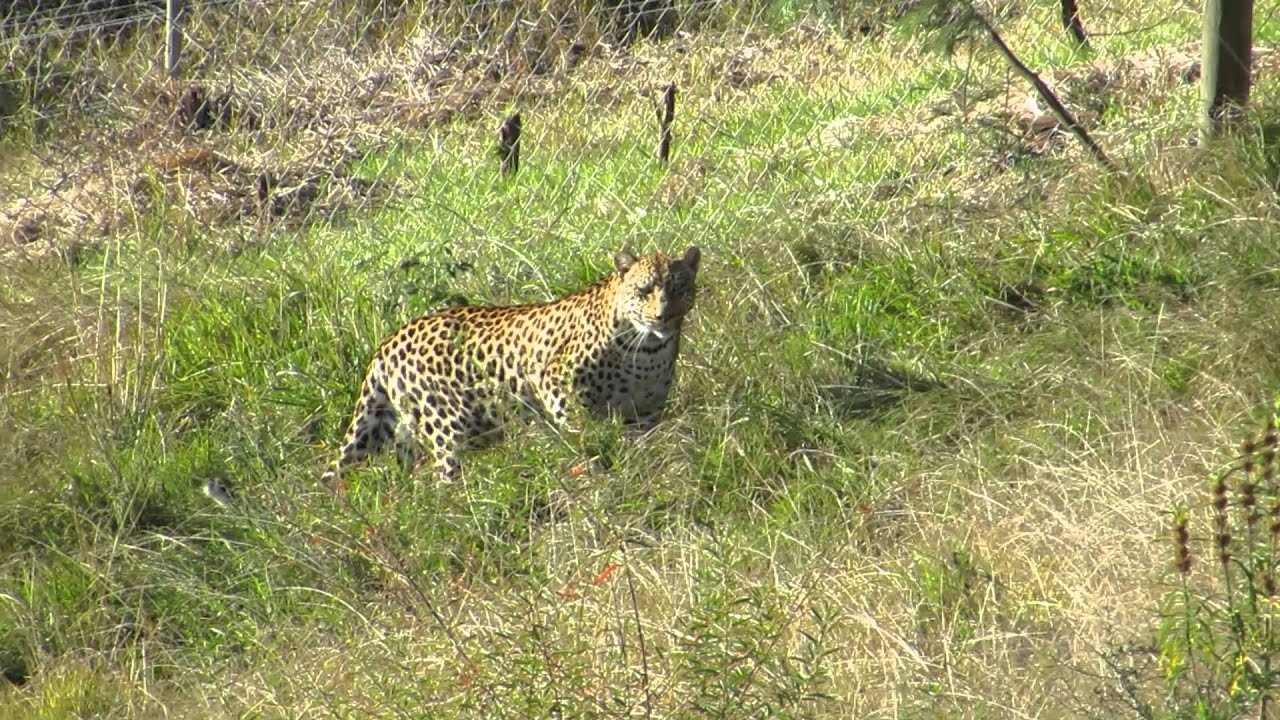 Spirit Update - Jukani Wildlife Sanctuary