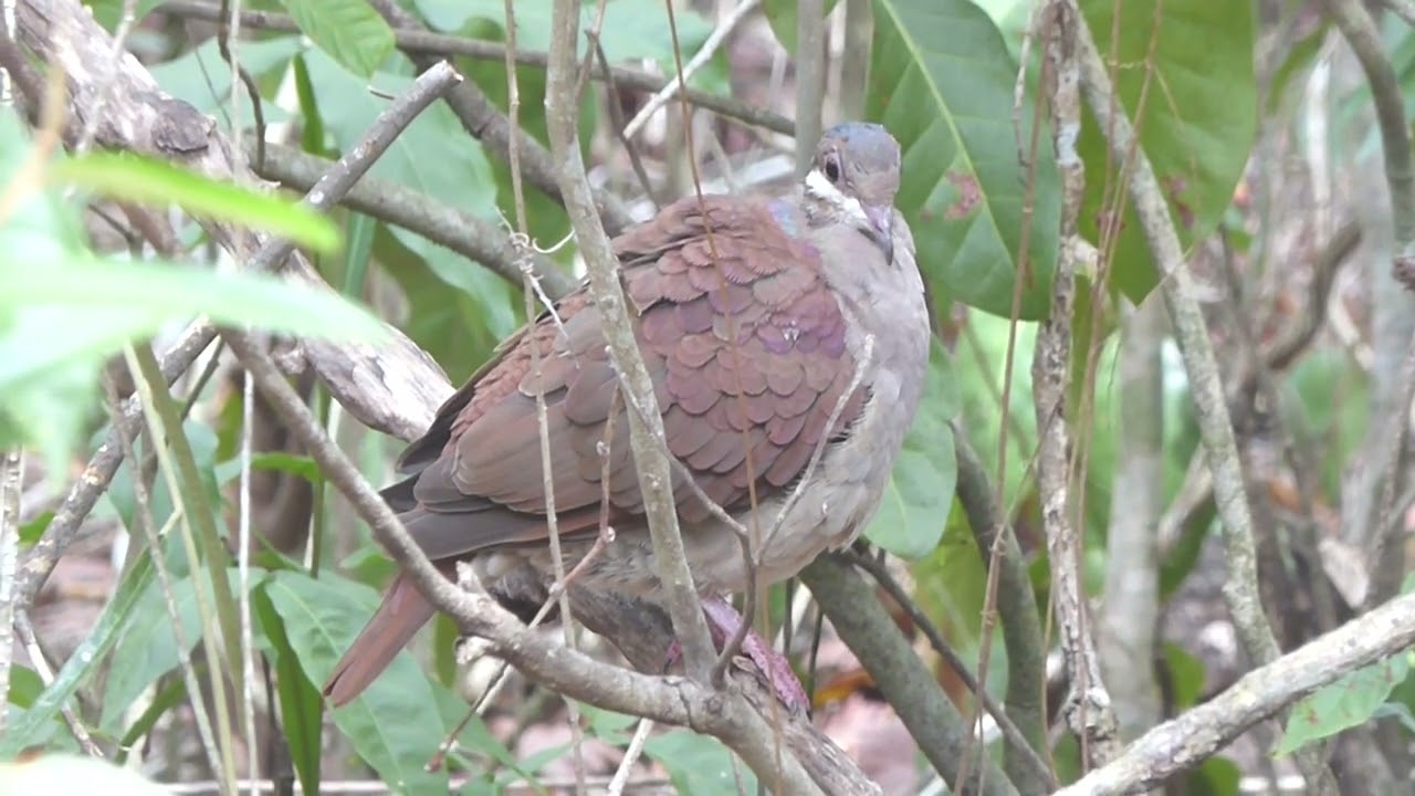 Key West Quail-Dove, Geotrygon chrysia, Cueva de Jabali, Cayo Coco, Cuba, 21 Febr 2017 (2/4)