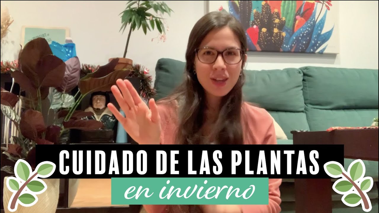 Cuidados de las plantas de interior en invierno | Mi experiencia | Infojardineria