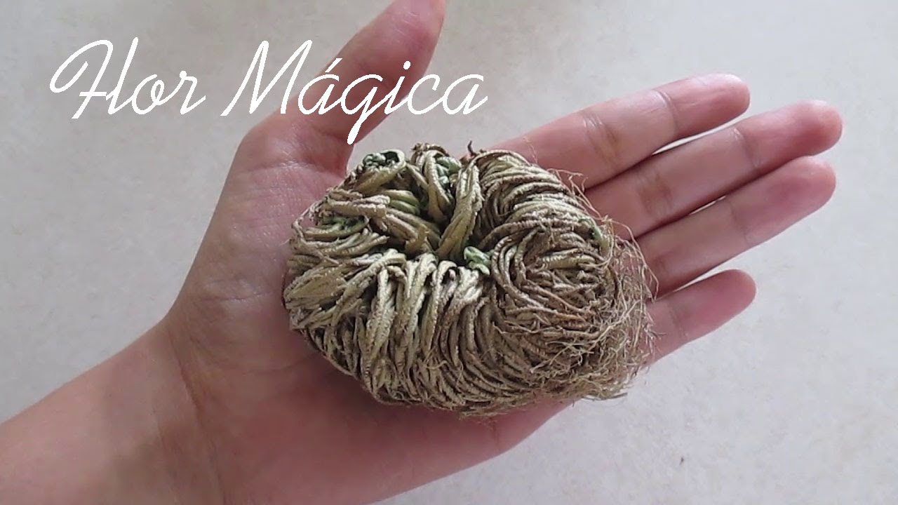 ROSA DE JERICÓ/ FLOR MÁGICA