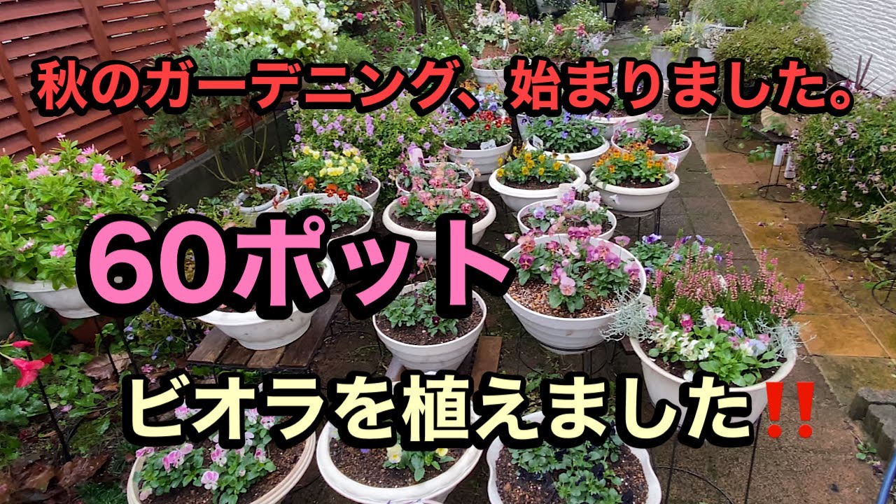 【60ポットビオラ植え付け】爆植え【シエルブリエ 、きもの】