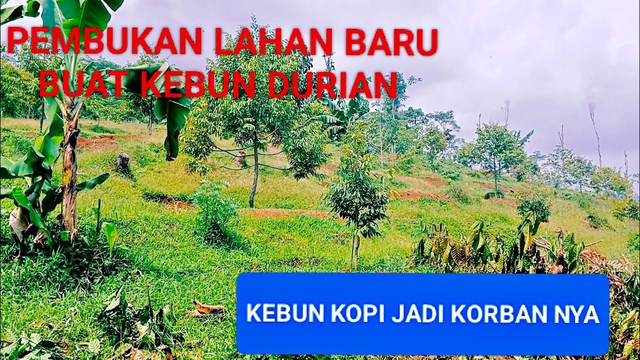 Pembukan lahan baru ,buat kebun durian ,kebun kopi jadi korban nya 😭