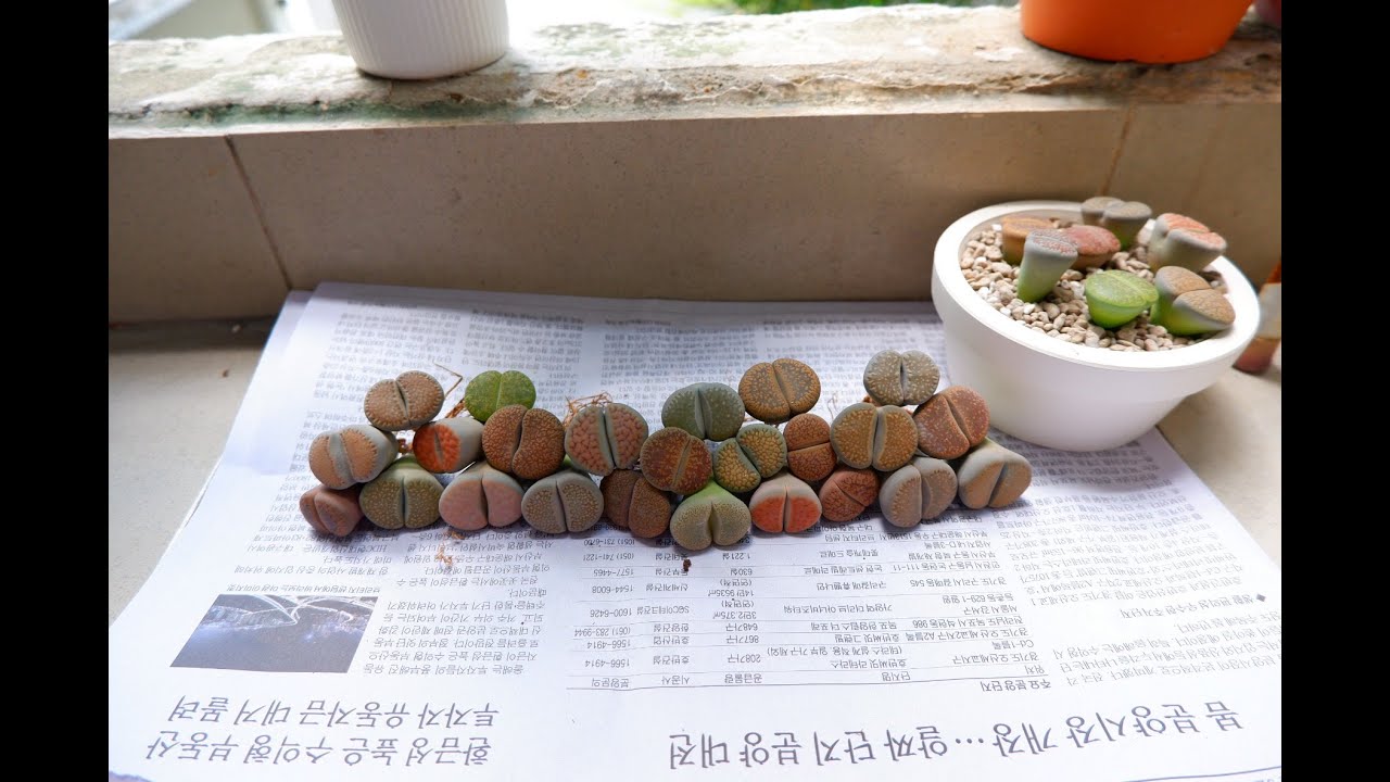 Unboxing Lithops #lithops #unboxing #gardening
