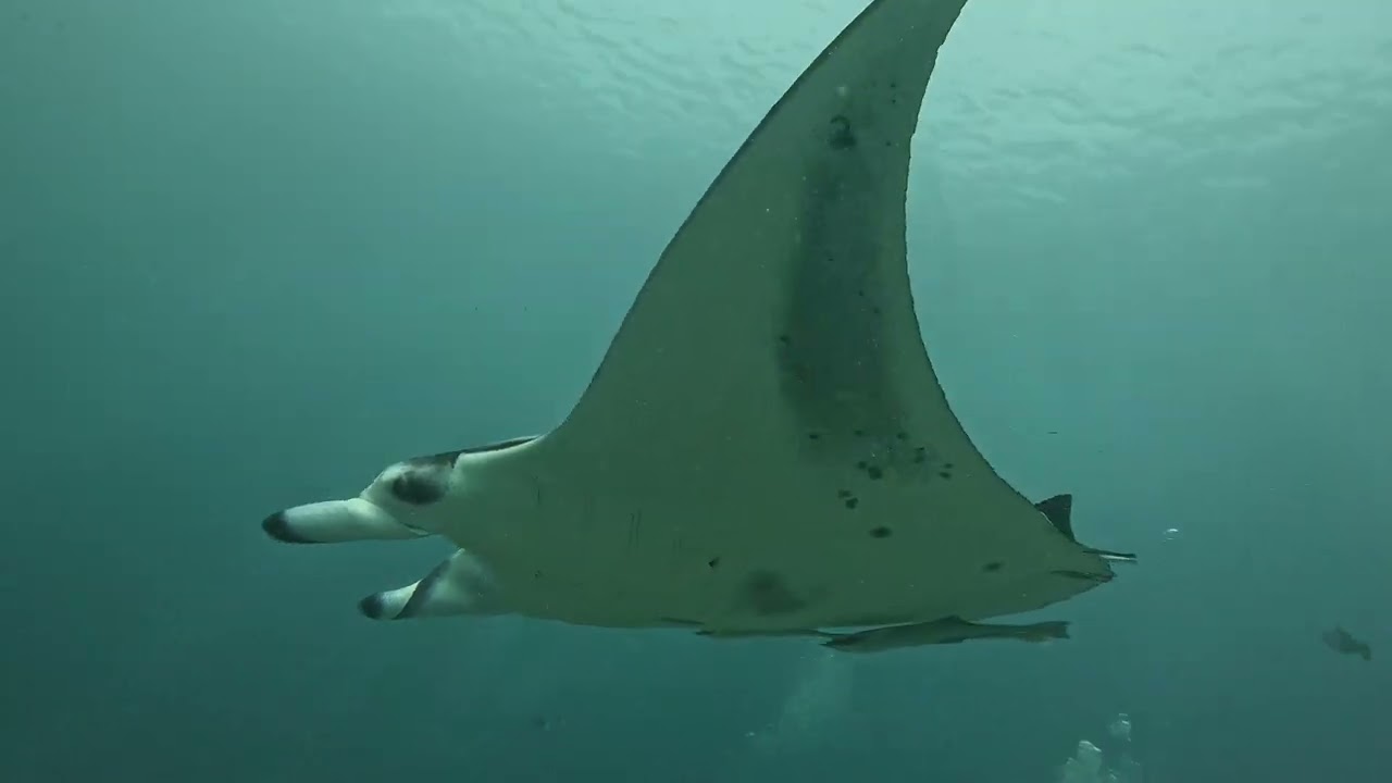 Manta tisztító állomás 