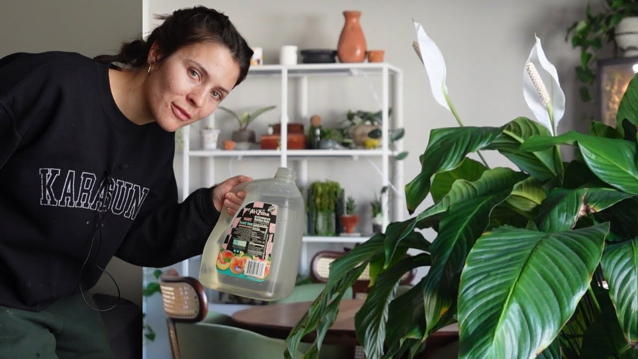 Daily Life | Plant care, houseplant shopping with mom, & I got an eye injury from dirt