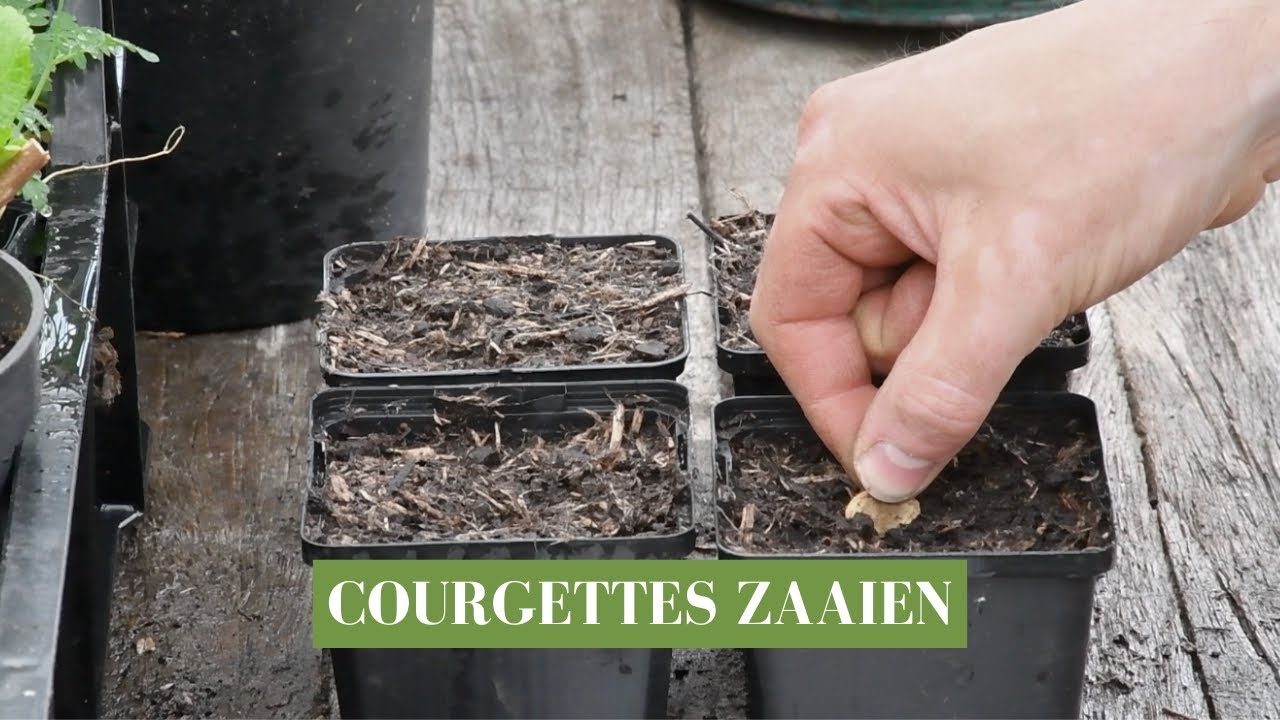 Courgettes zaaien in de Groei & Bloei moestuin