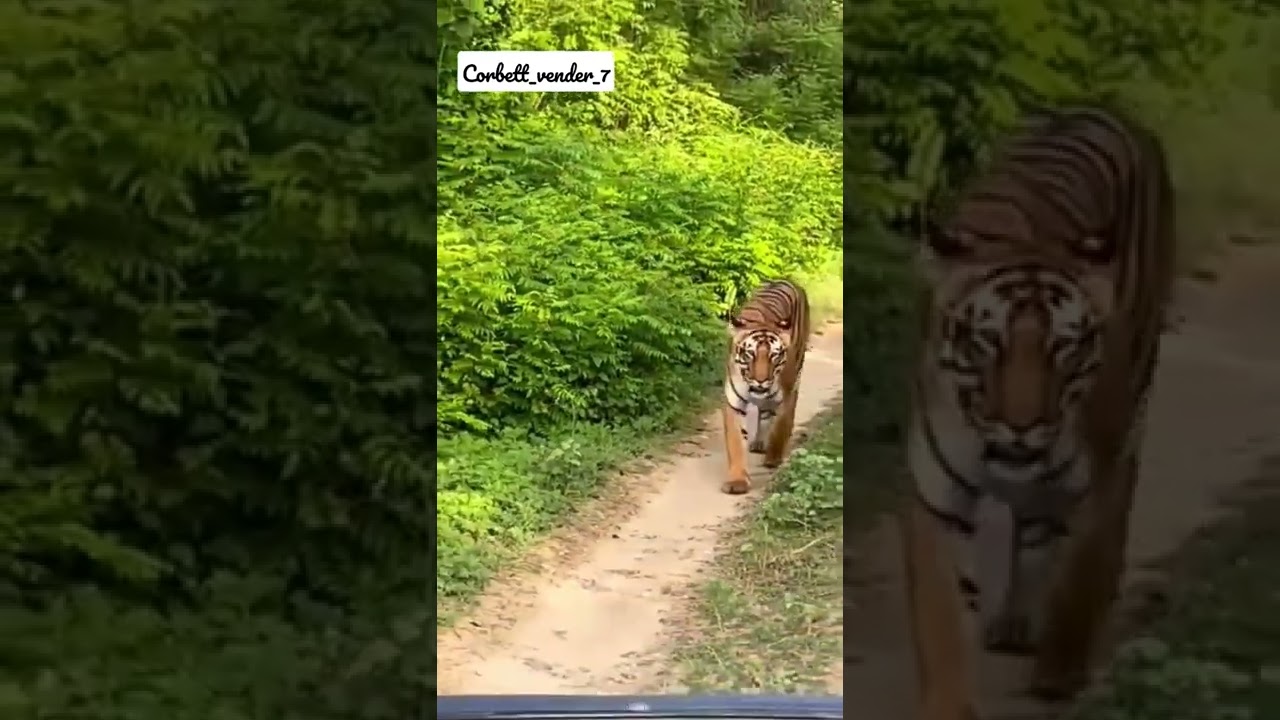 Tiger attack at Jim Corbett National Park jingle Safari time|| Please subscribe my channel😈