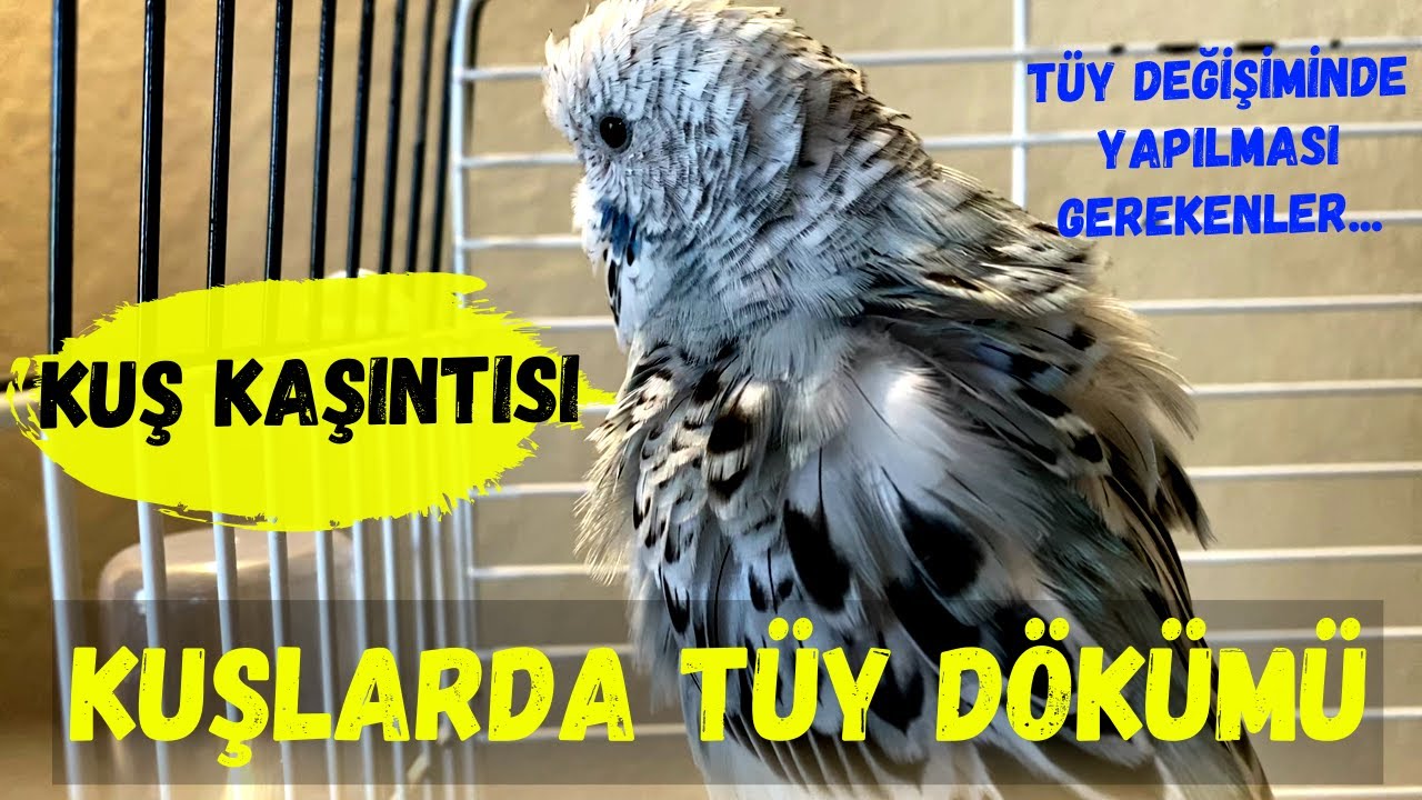 Kuşlarda Tüy Dökülmesi | Tüy Değişimi | Kuşlarda Tüy Hastalığı | Muhabbet Kuşu | Kuş Hastalıkları