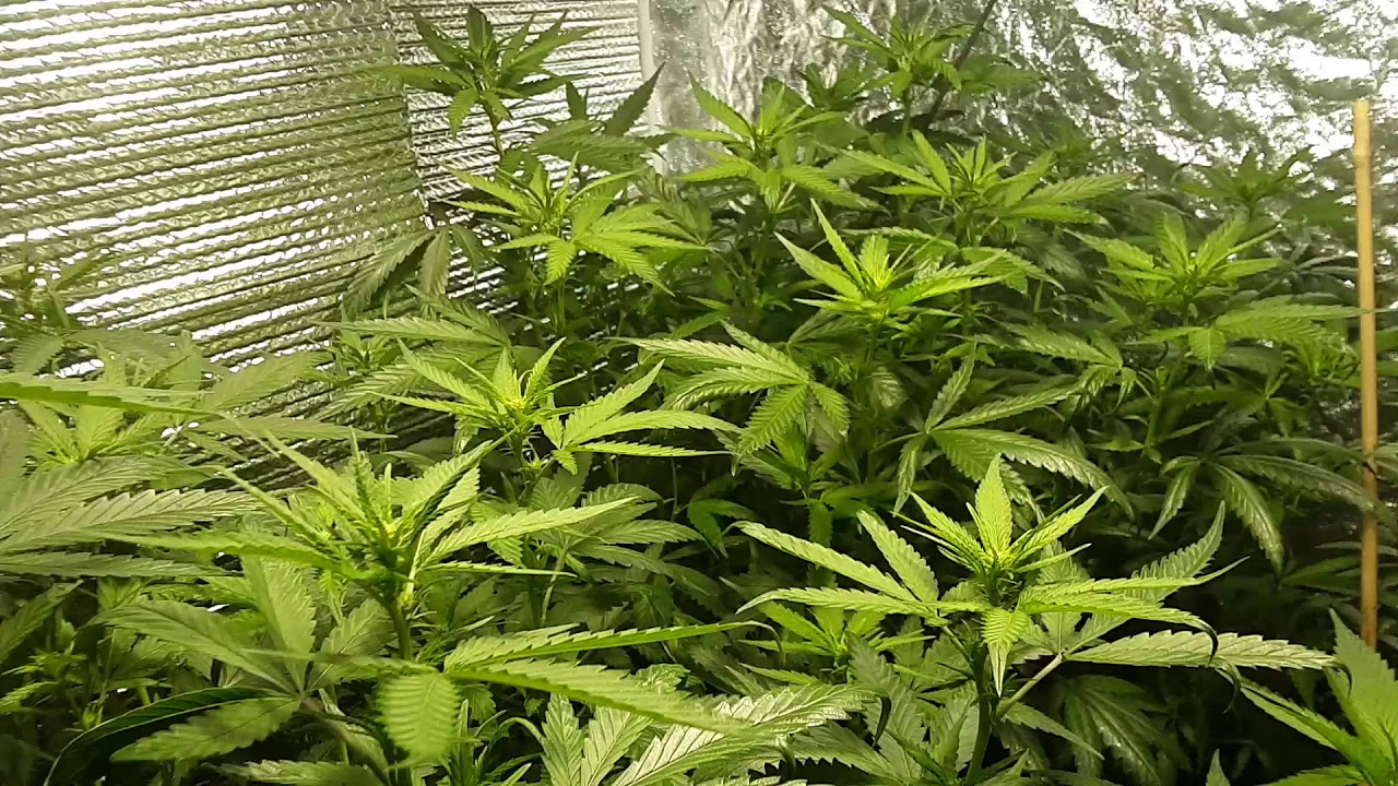 Ordering x2 cmh 315 to replace 600 watt hps?