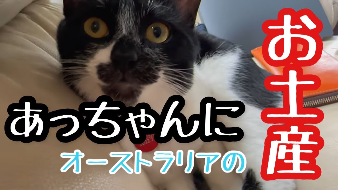 【ヒロシの自由じかん】オーストラリアであっちゃんのお土産を買う