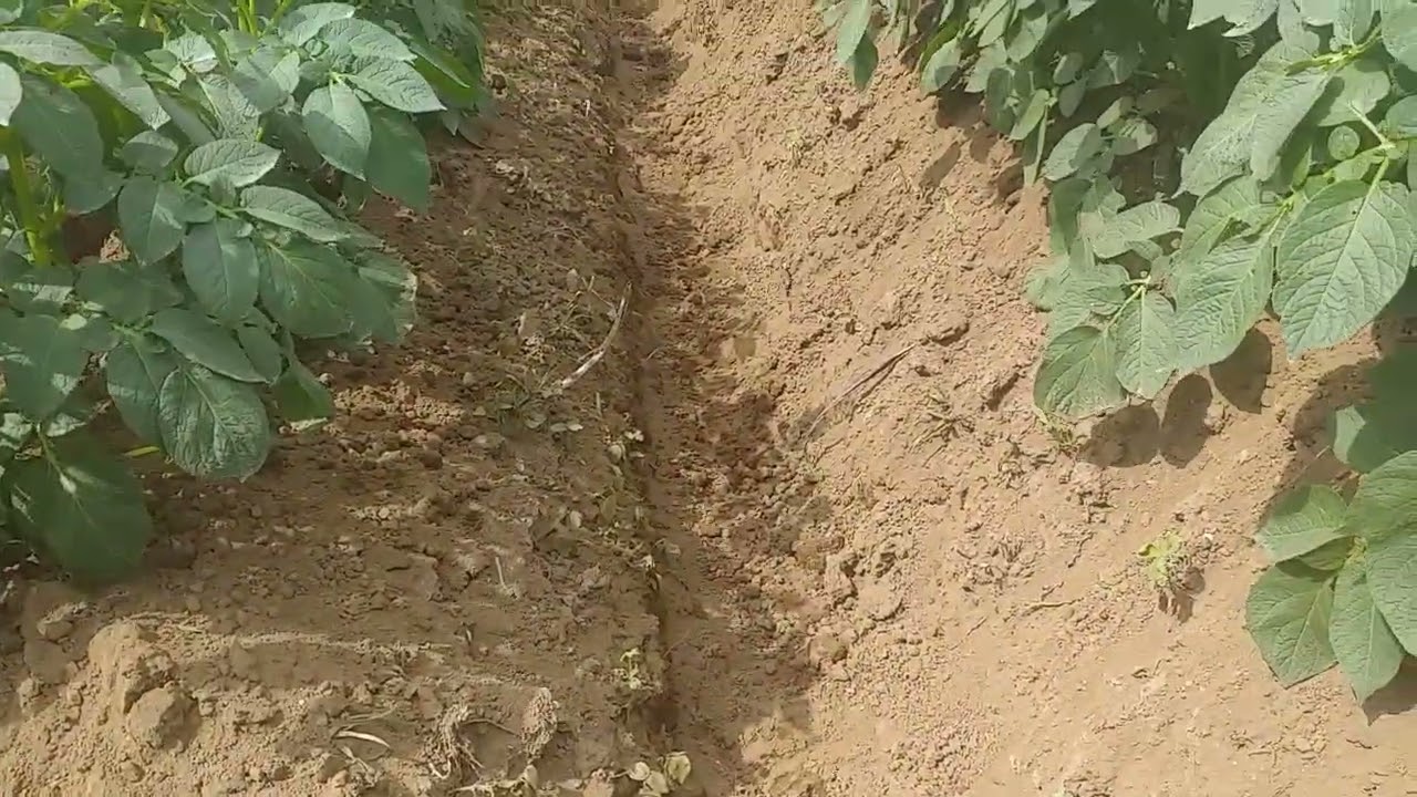 Kentang Granola L G2 usia 45 HST