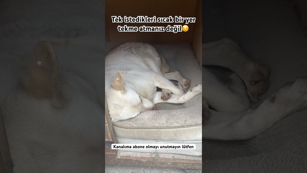 #dog